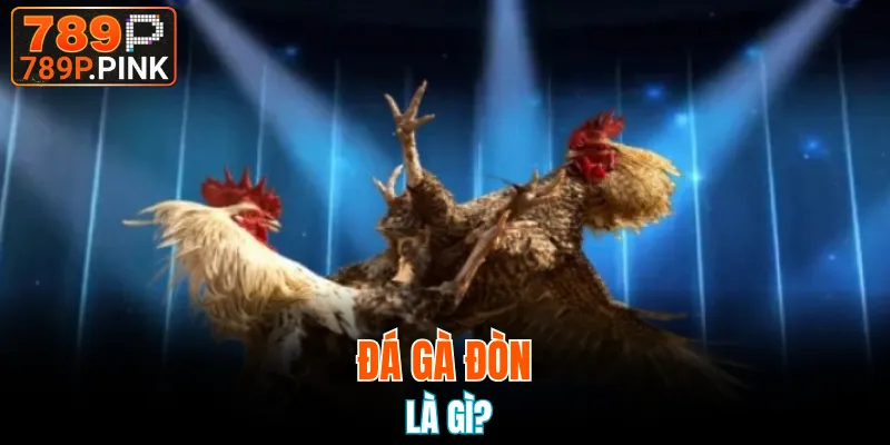 Đá Gà Thomo - Nghệ Thuật Chọi Gà Đỉnh Cao 2025 5 Đôi điều cần biết về đá gà đòn