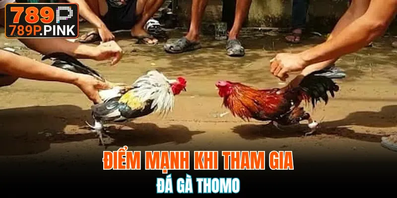 Ưu điểm khi tham gia đá gà Thomo hiện nay